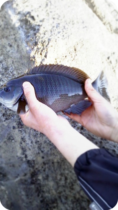 磯釣り～！