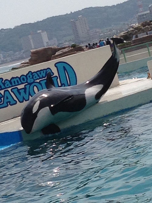 海のギャング！！！！