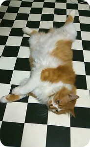 メインキャラクター？！