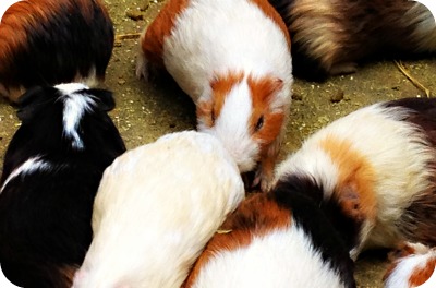 動物博士 と　in　川崎