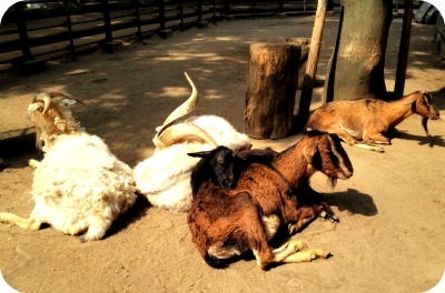 動物博士 と　in　川崎