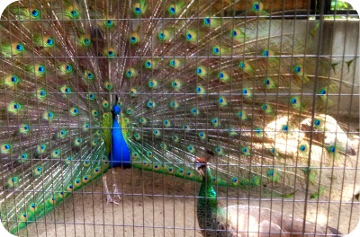 動物博士 と　in　川崎