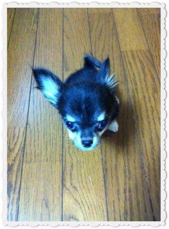 我が家の新入り★