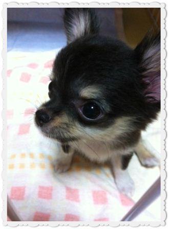 我が家の新入り★