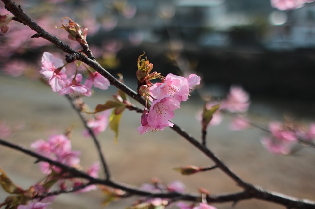 お花見