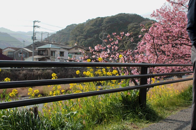 お花見