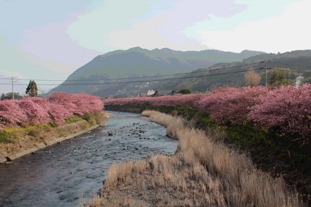 お花見