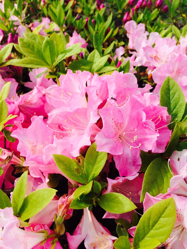 ✈本日も営業中✈