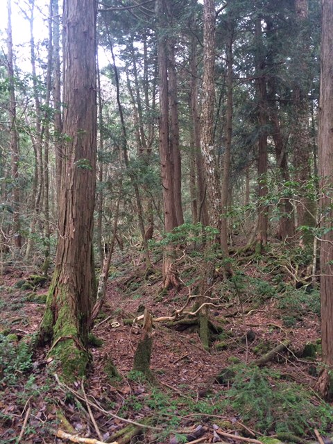 天然記念物を見に．．．