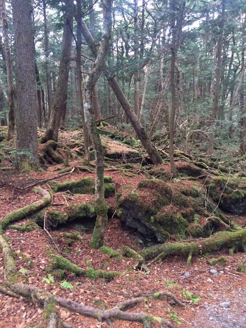 天然記念物を見に．．．