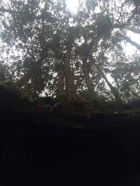 天然記念物を見に．．．