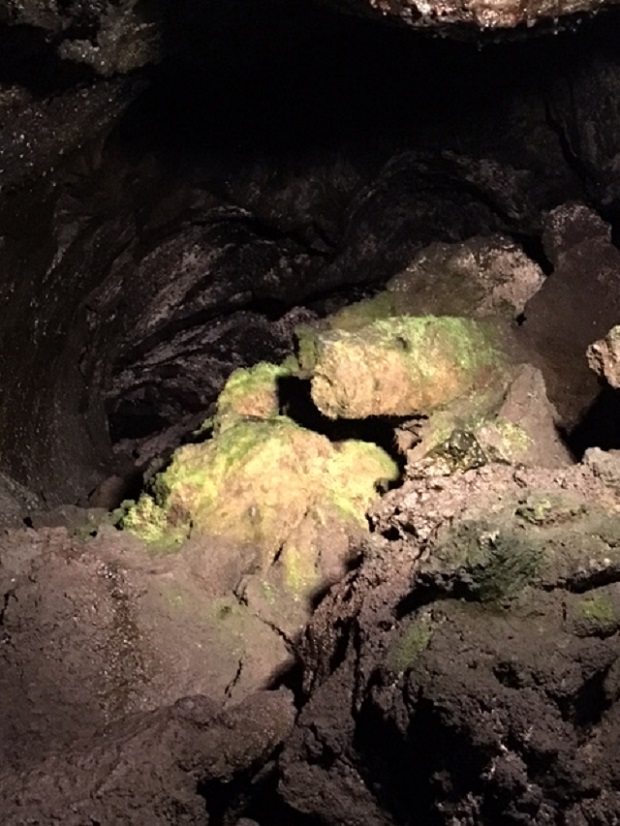 天然記念物を見に．．．