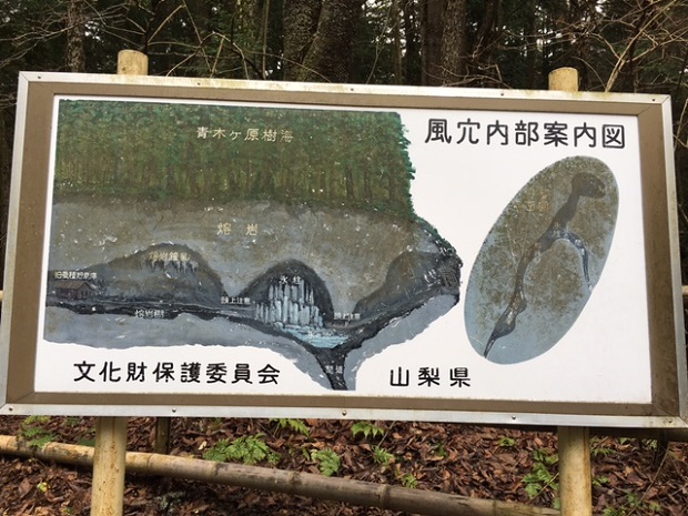 天然記念物を見に．．．