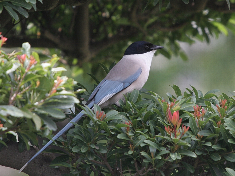 お向いの和服美人