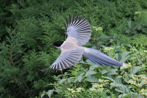 お向いの和服美人