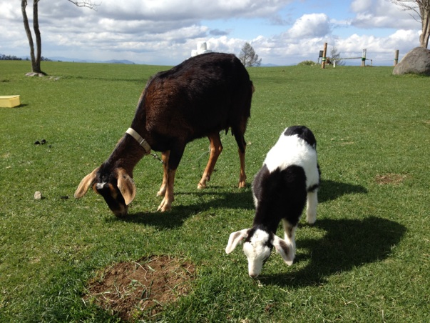 息抜きスポットご紹介～長門牧場～