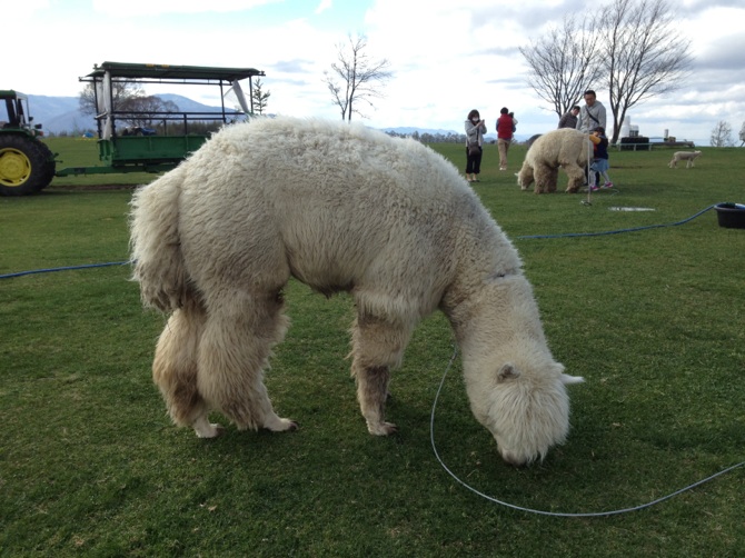 息抜きスポットご紹介～長門牧場～