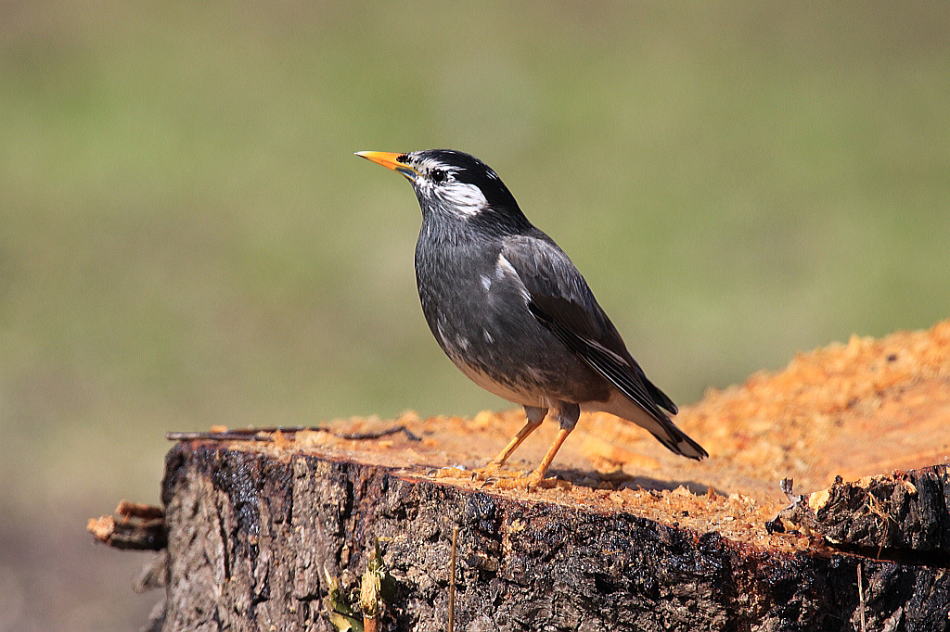 こんな方、最近見かけないですか？