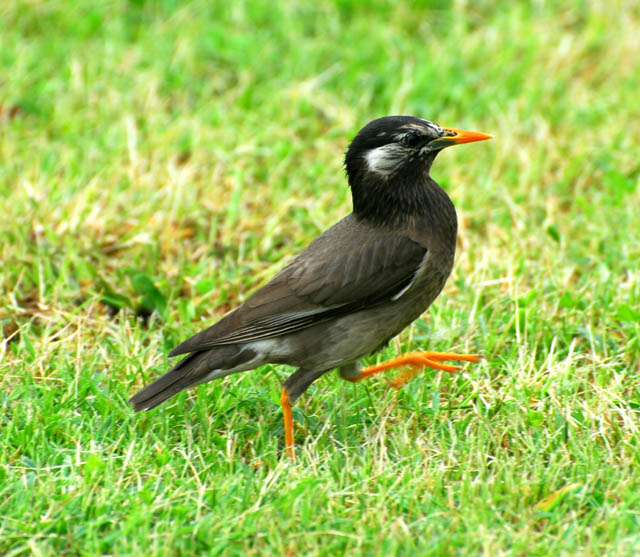 こんな方、最近見かけないですか？