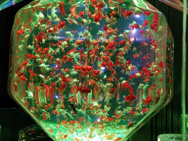 アートアクアリウム