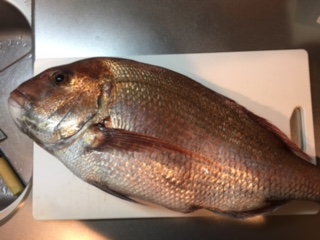 釣りに行きました。