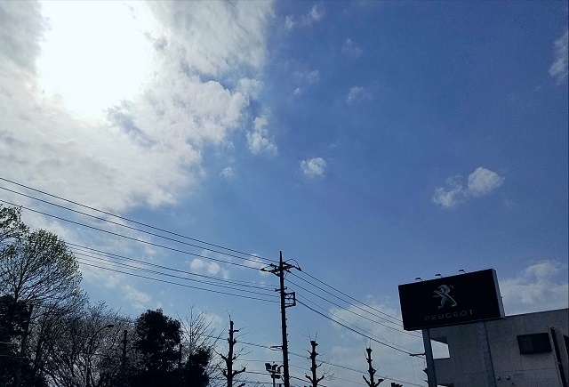 オーストラリアからのお便り＊