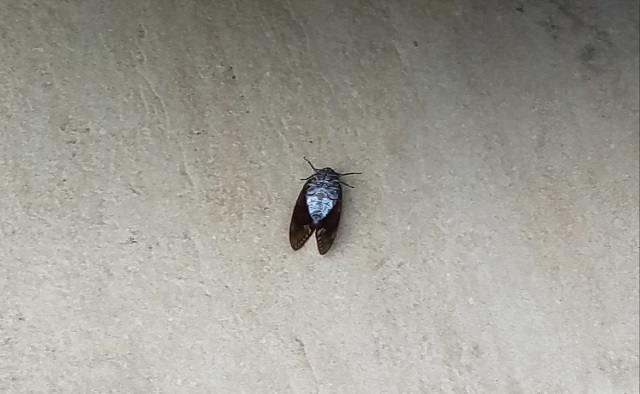 夏が始まりましたね！