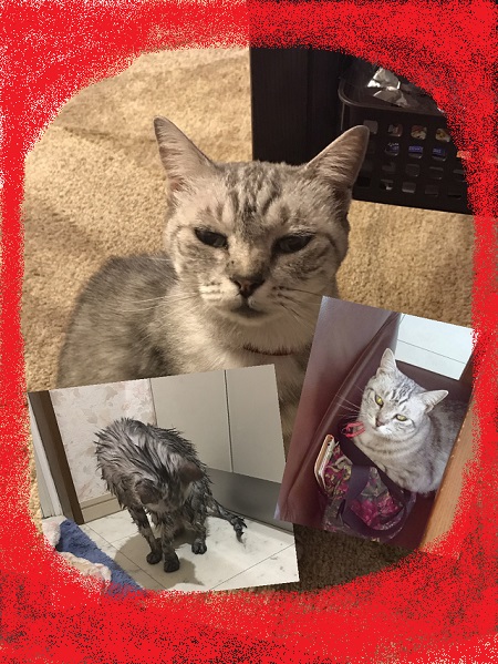 しかめっ面のお姉様