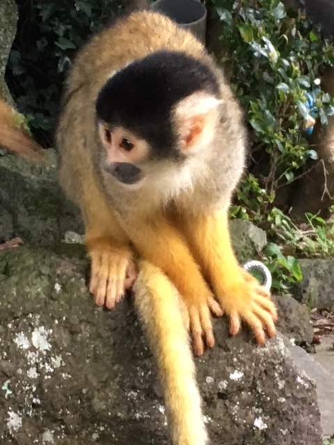 シャボテン動物公園