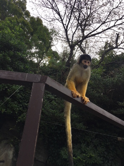 シャボテン動物公園