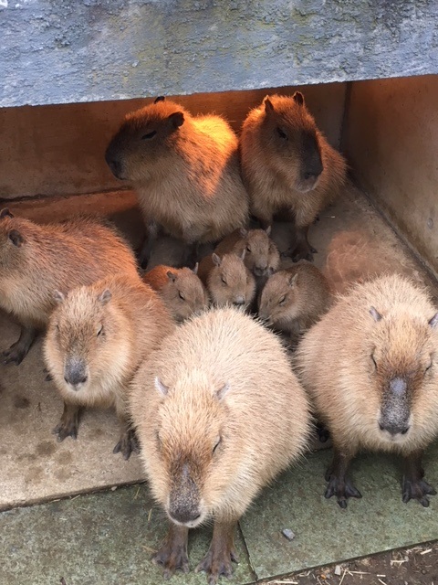 シャボテン動物公園