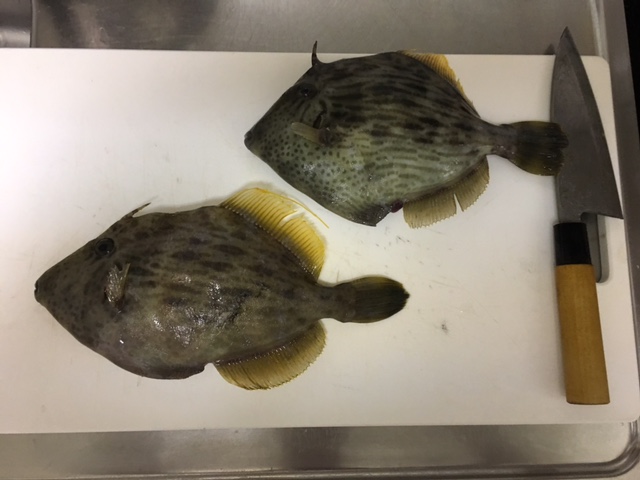 釣り