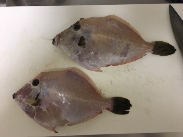 釣り