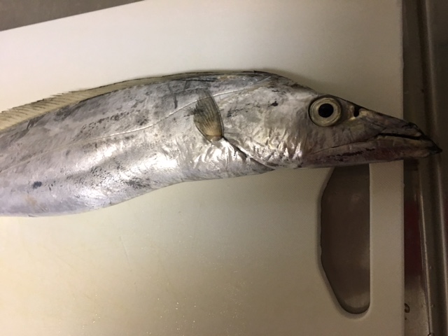 太刀魚釣り