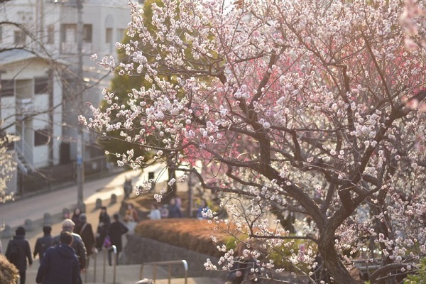 🌸定休日のお知らせ🌸
