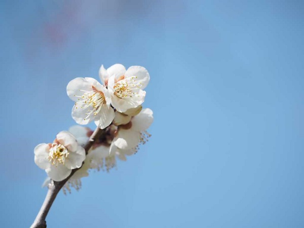 梅の花🌸