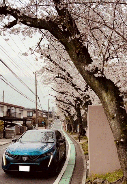 408と桜🦁🌸