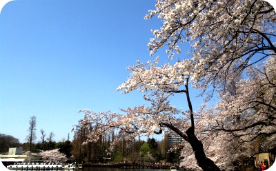 はらドーナッツ