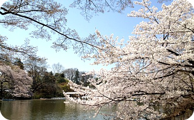 はらドーナッツ