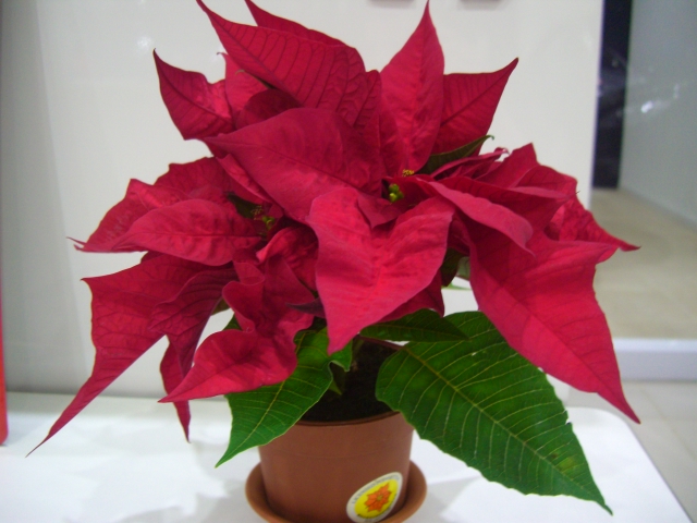 クリスマスフラワー❀