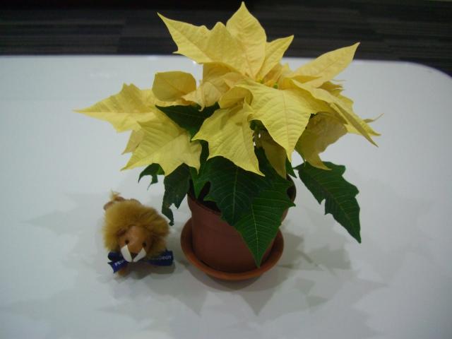クリスマスフラワー❀