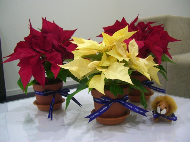 クリスマスフラワー❀