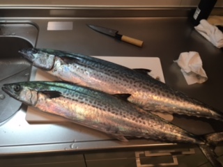 鰆釣り